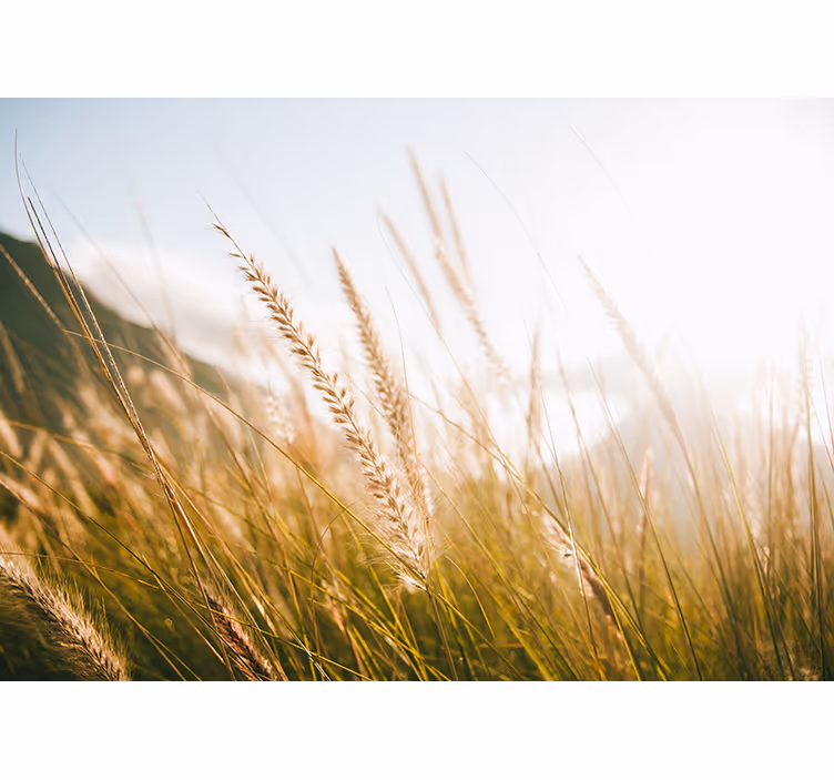 Fototapete natur sanfte gräser im wind - TenStickers