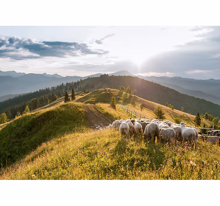 Fototapete landschaft schafe auf der anhöhe - TenStickers