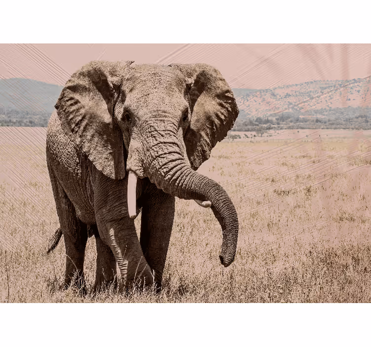 Fototapeten weitere tiere regal elefant aura - TenStickers