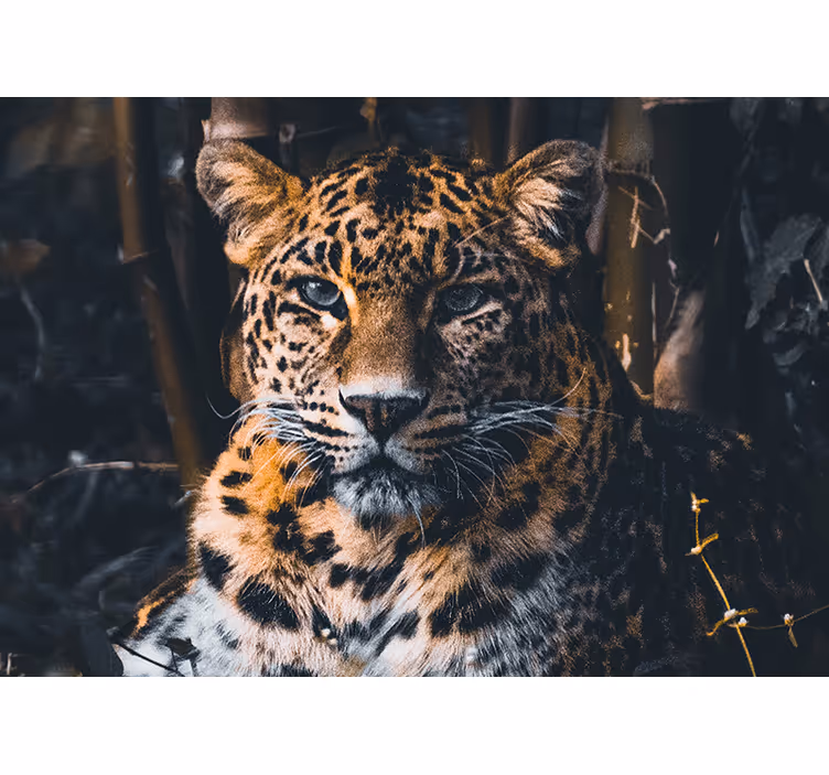 Fototapete tiere majestätisches leopardenporträt - TenStickers