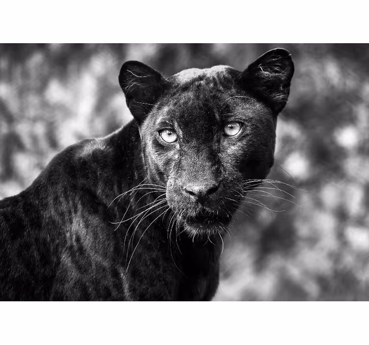 Fototapete afrikanisch Schöner panter schwarz - TenStickers