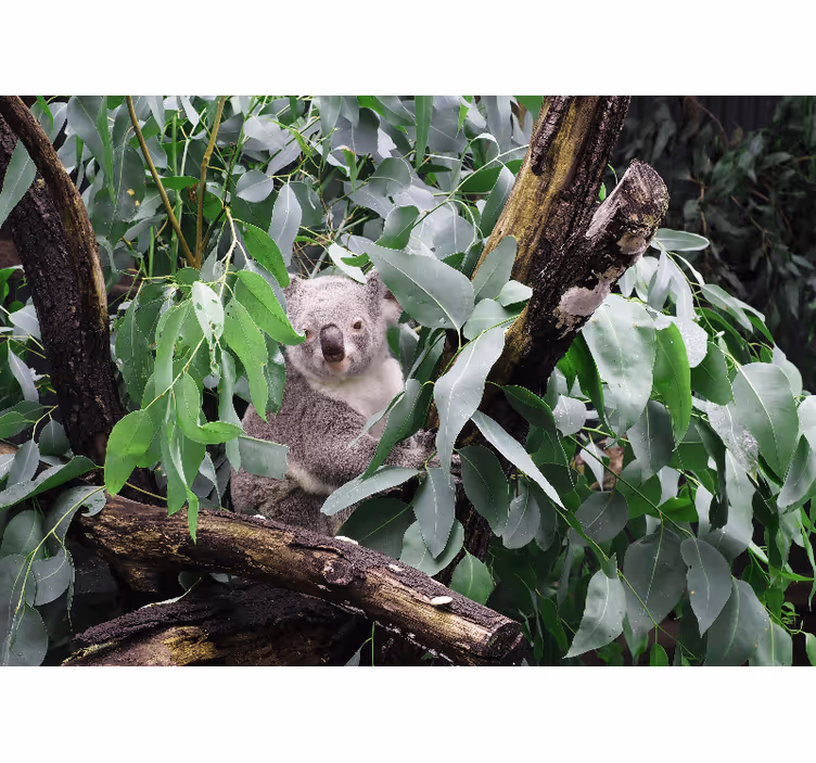 Fototapete tiere koala zwischen blättern - TenStickers
