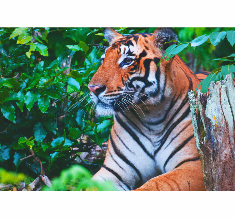 Fototapete dschungel mit majestätischem tigerblick - TenStickers