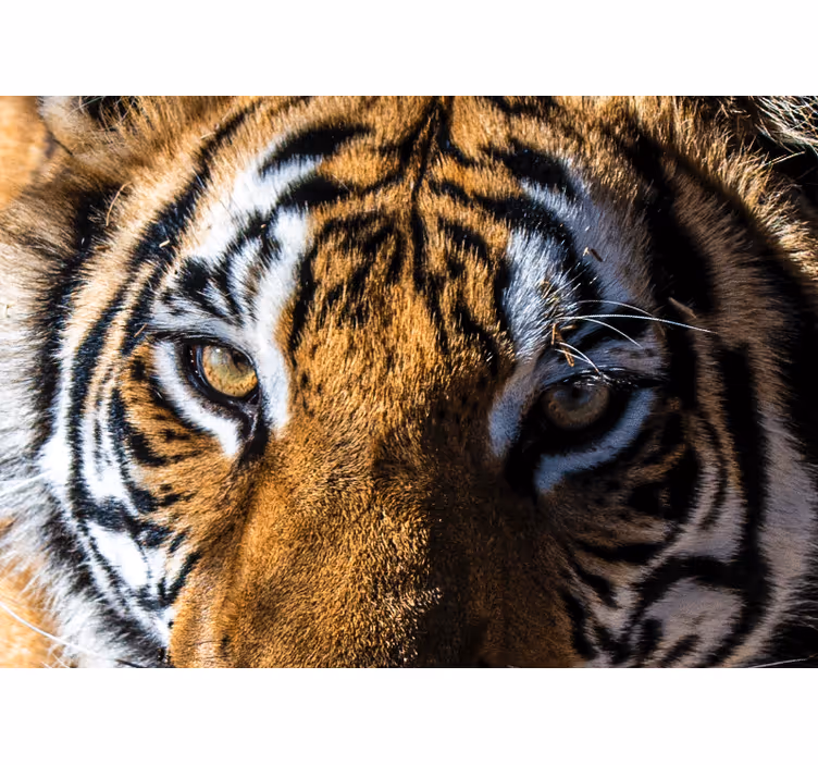 Fototapete tiere majestätischer tiger nahaufnahme - TenStickers