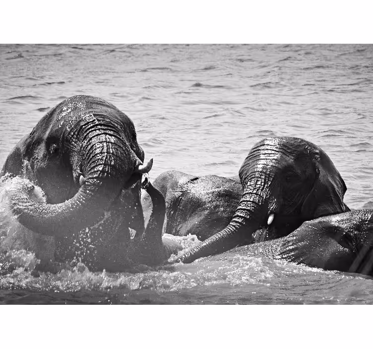 Fototapete tiere elefanten im wasser - TenStickers