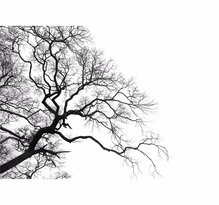 Fototapete baum mit silhouettierenden Ästen - TenStickers