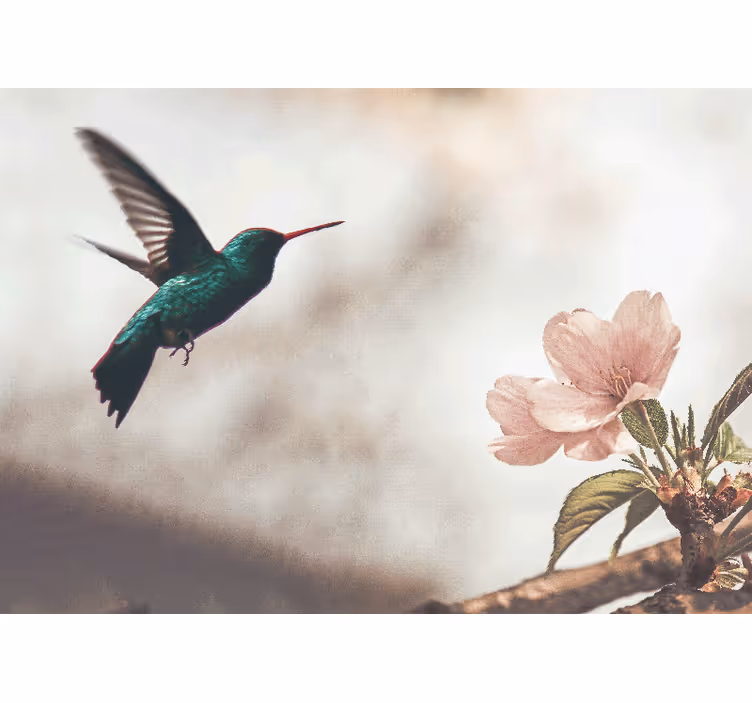 Fototapete tiere kolibri und blüte - TenStickers
