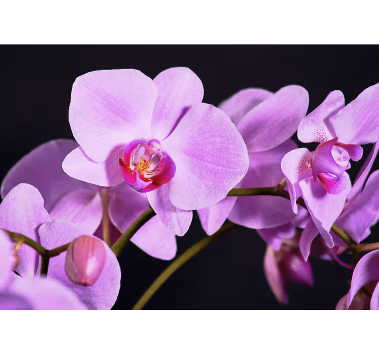 Fototapete orchidee anmutige orchideenblüten - TenStickers