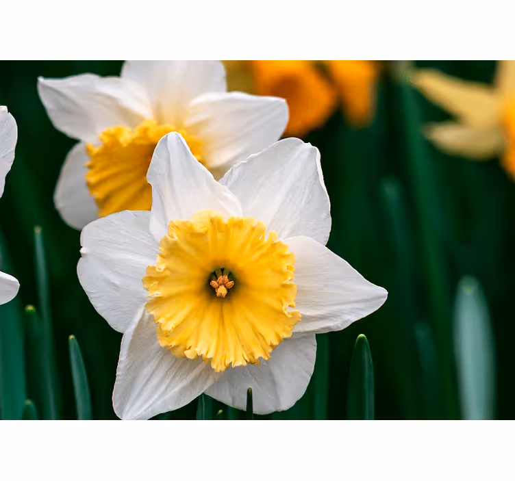 Fototapete mohnblumen eleganz der narzissenblüte - TenStickers