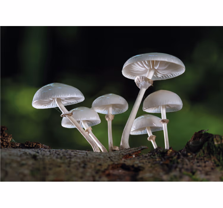 Fototapete natur pilzcluster-wachstum - TenStickers