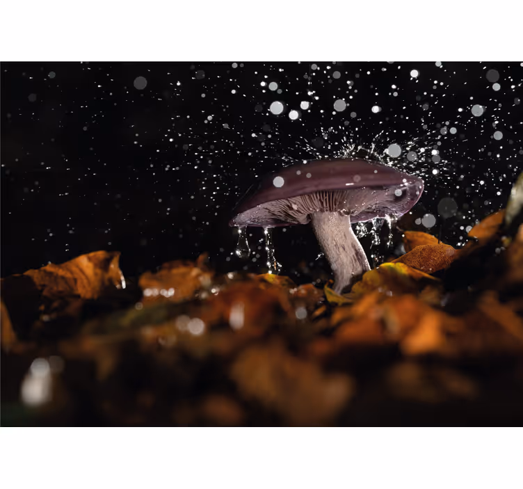 Fototapete natur wasserplätschern mit pilzen - TenStickers