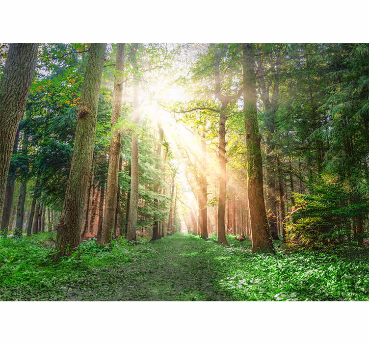 Fototapete Wald Sonnenstrahlen bäume - TenStickers