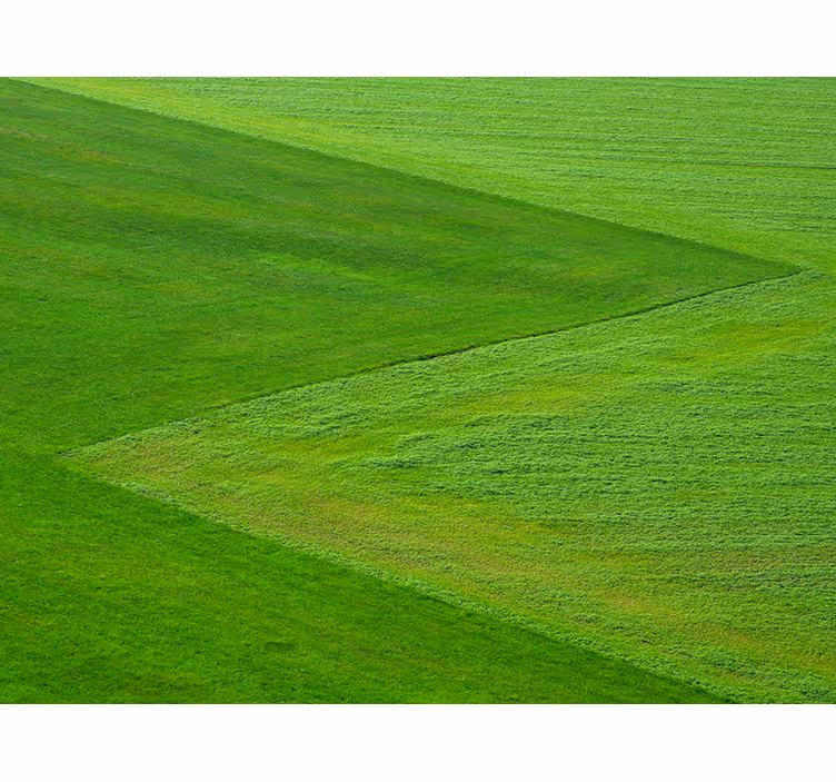 Fototapete Natur reine grüne felder - TenStickers