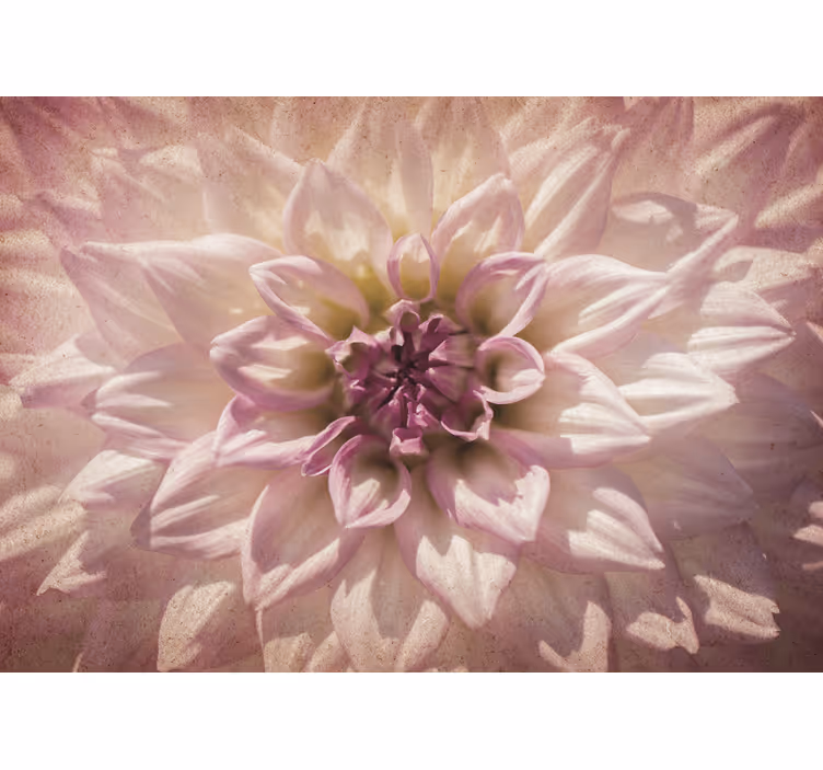 Fototapete weitere Blumen zarte rosa blüte - TenStickers