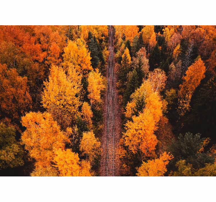 Fototapete landschaft herbstwaldweg - TenStickers