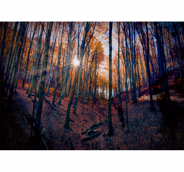 Fototapete wald sonnenbeschienener herbstwald - TenStickers