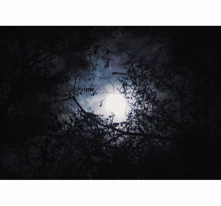 Fototapete natur mondlichtzweige - TenStickers