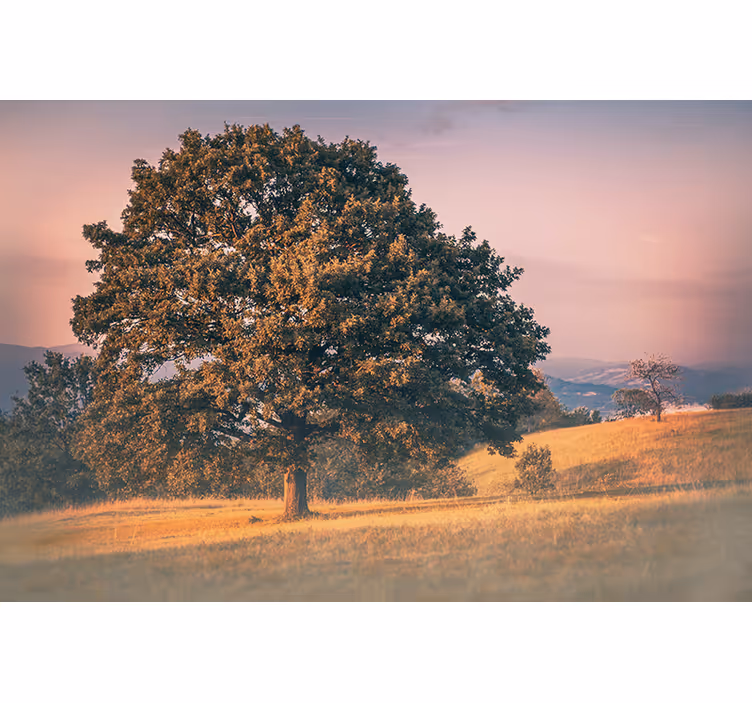 Fototapete natur alte eiche - TenStickers