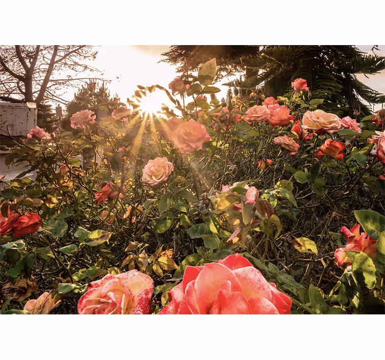 Fototapete Blumen "cottagecore" blumenabend - TenStickers