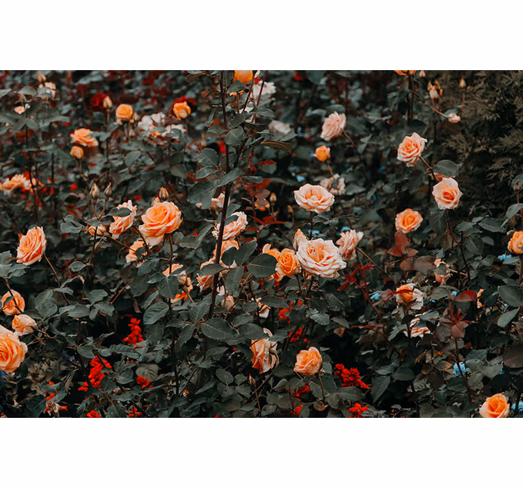 Fototapete weitere blumen rosen in blüte - TenStickers