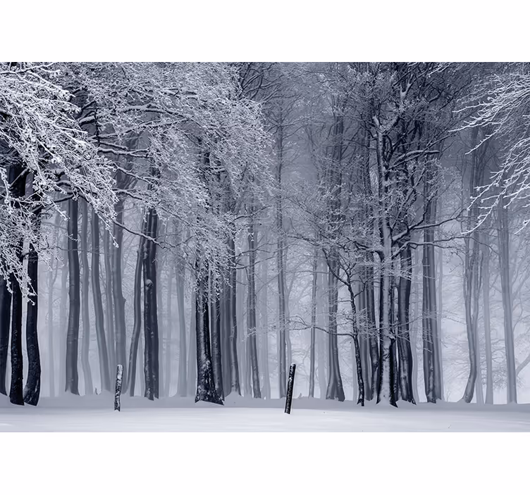 Fototapete Wald verschneite baumlandschaft - TenStickers