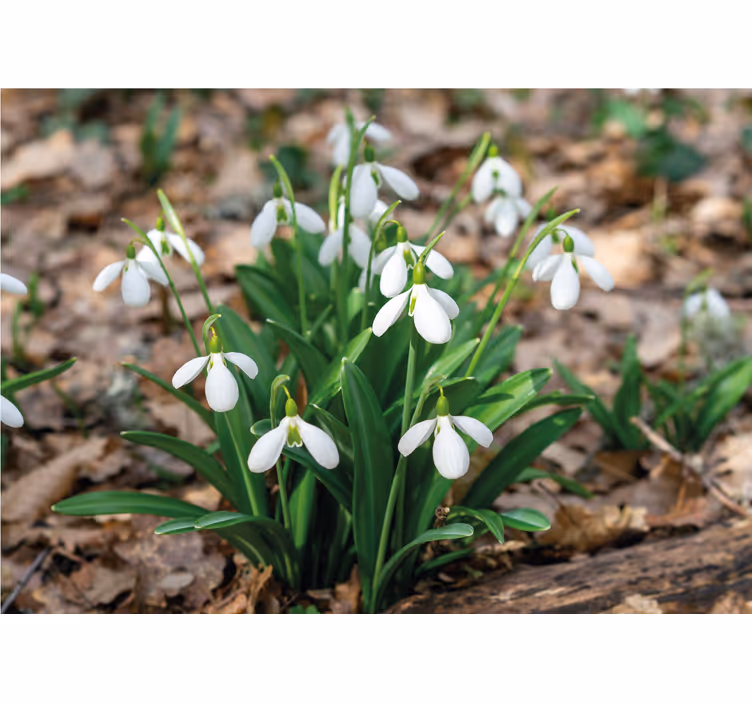 Fototapete blumen schneeglöckchen display - TenStickers