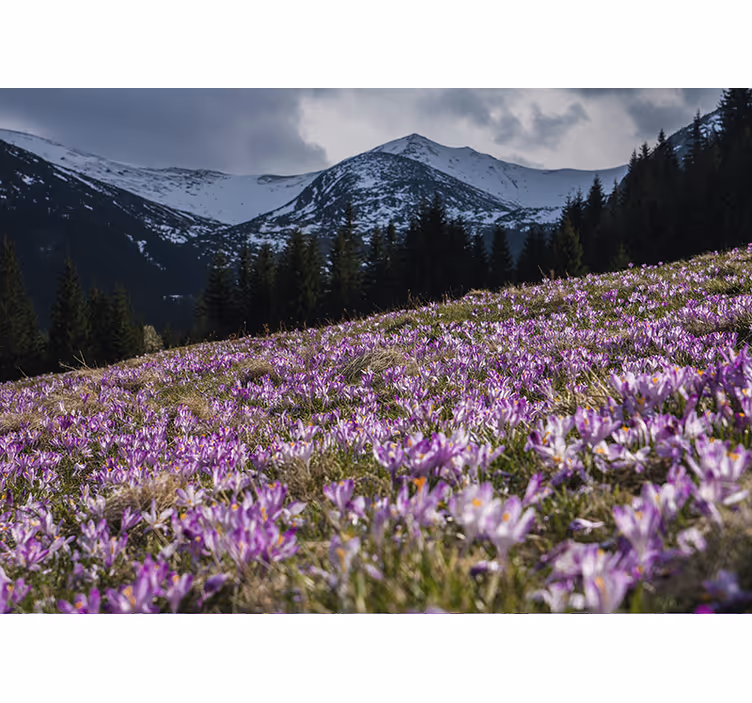 Fototapete blumen krokusblütenfeld - TenStickers