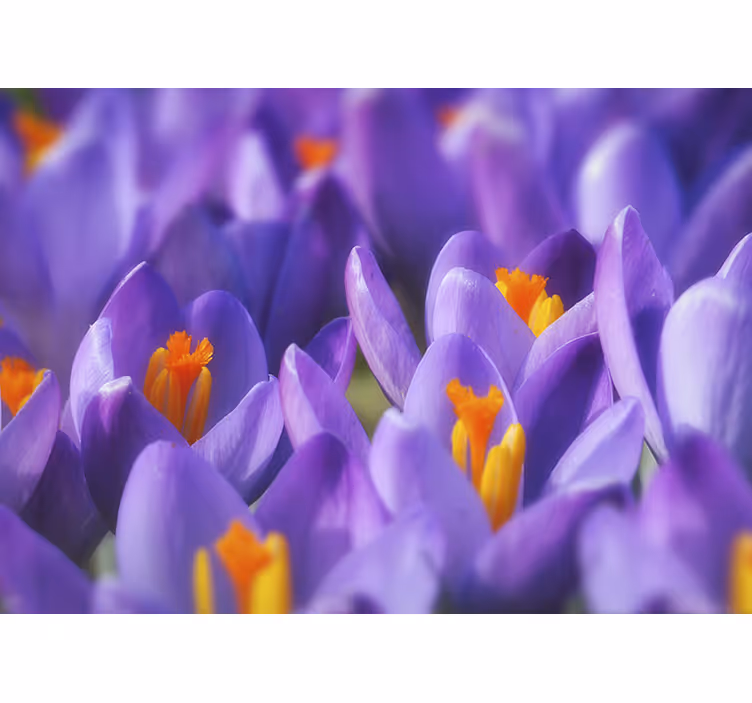 Fototapete weitere blumen lila krokusse - TenStickers