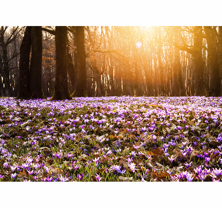Fototapete blumen sonnenbeschienene blumenwiese - TenStickers