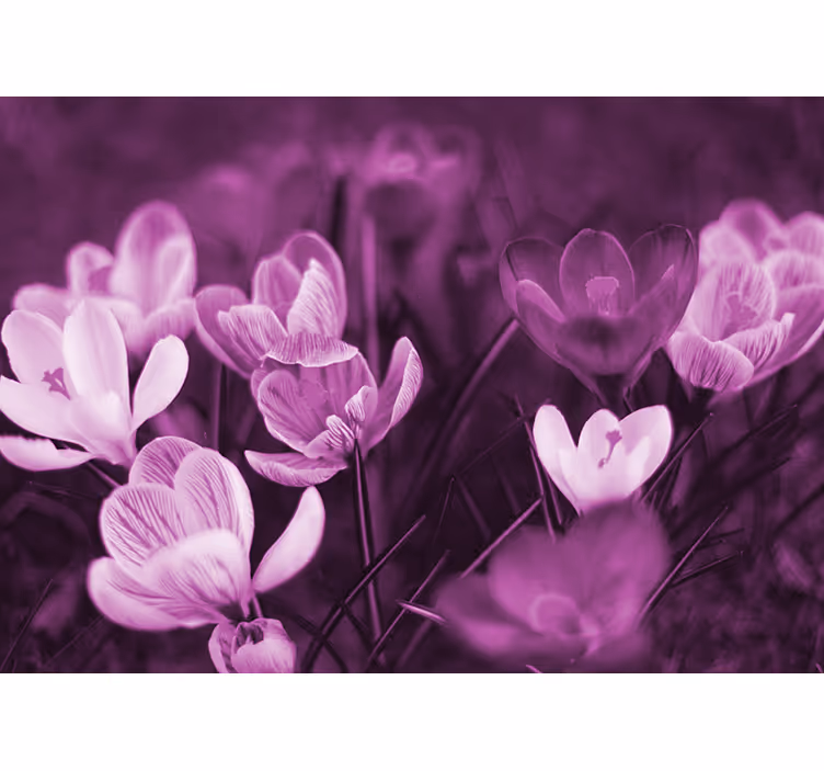 Fototapete mohnblumen zarte blumenblüte - TenStickers
