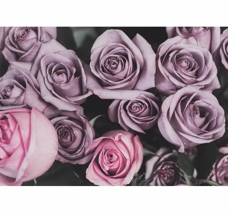 Fototapete Rosen Elegantes Design mit rosa rosen - TenStickers