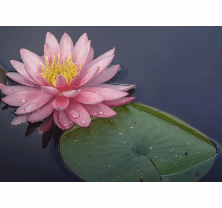 Fototapete weitere Blumen ruhiges rosa loto - TenStickers