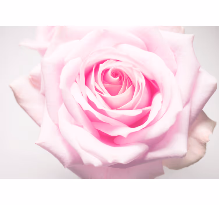Fototapete mohnblumen in sanftem rosé - TenStickers