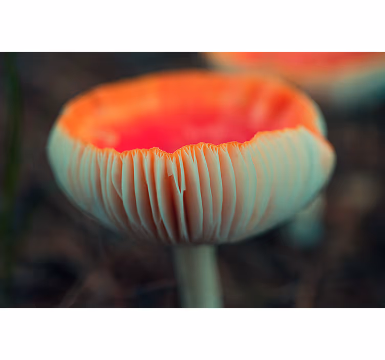 Fototapete mohnblumen elegant poppy blossom - TenStickers