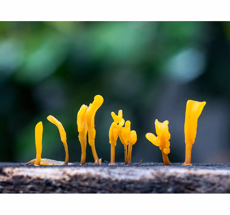 Fototapete Natur gelber pilzbefall - TenStickers