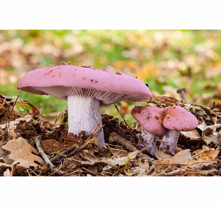 Fototapete weitere blumen pinke pilzgruppe - TenStickers