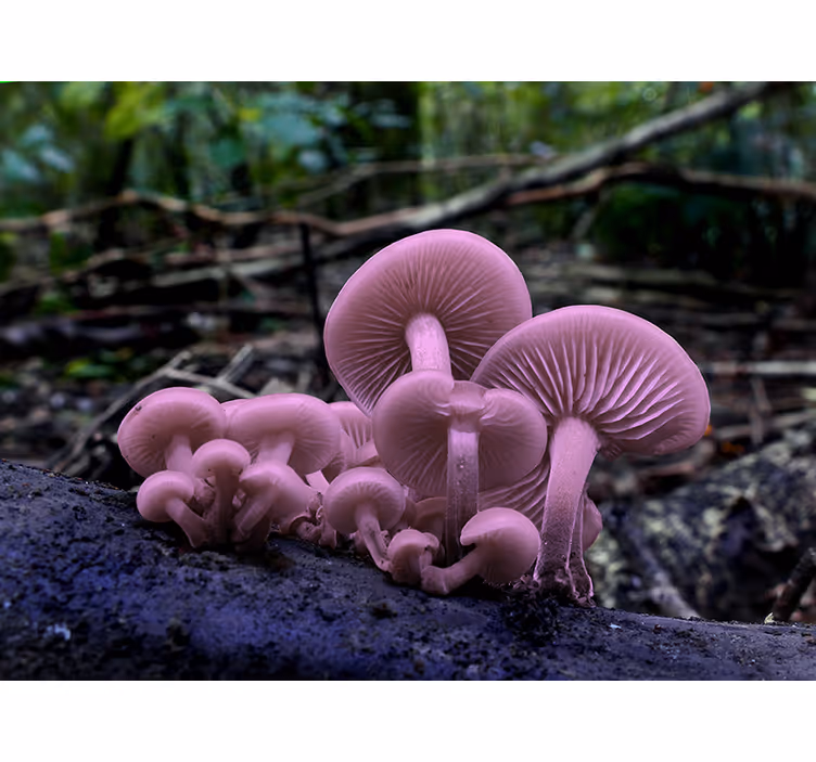 Fototapete blumen pinke pilzcluster - TenStickers