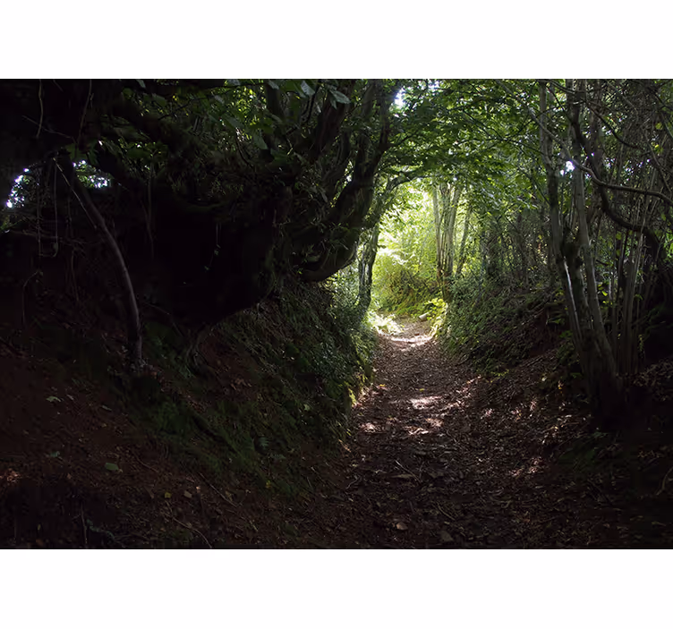 Fototapete wald waldweg pfad - TenStickers