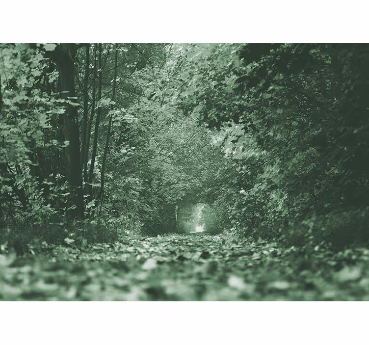 Fototapete wald Üppiger waldweg - TenStickers