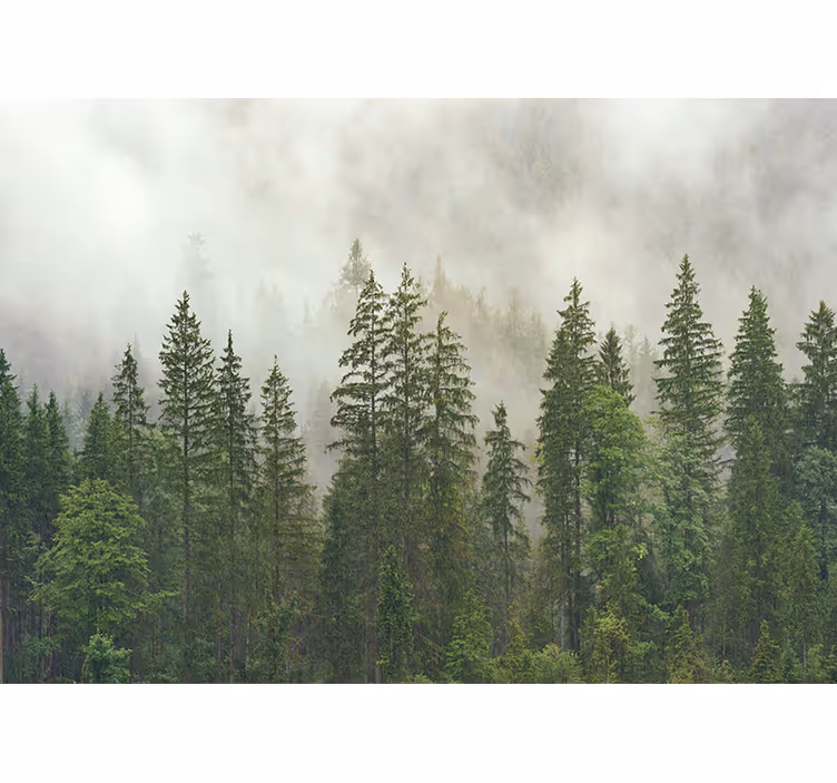 Fototapete Baum Mysteriöser wald - TenStickers