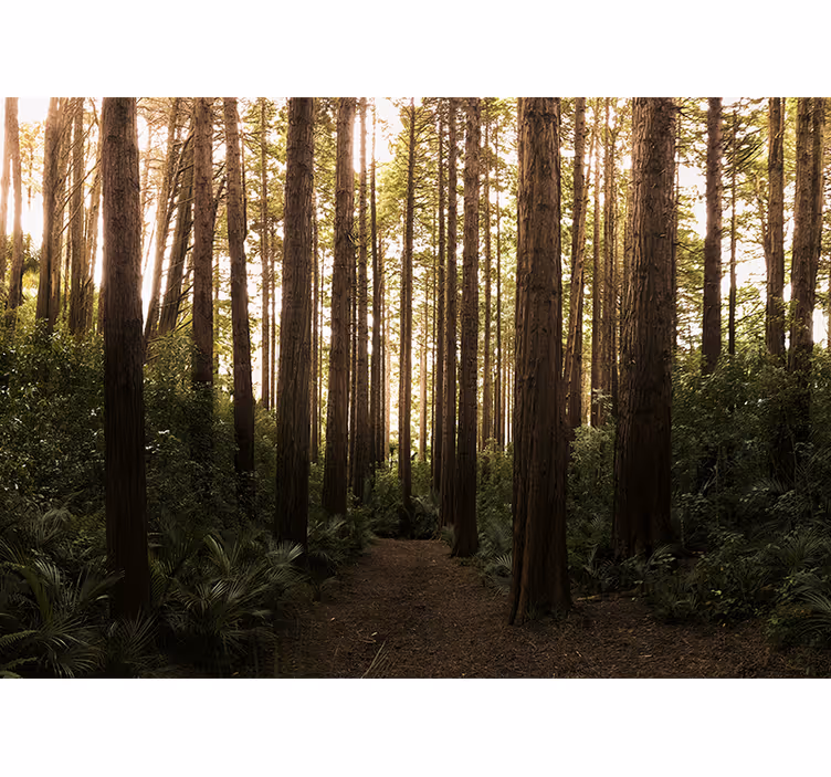 Fototapete natur hohe wald bäume - TenStickers