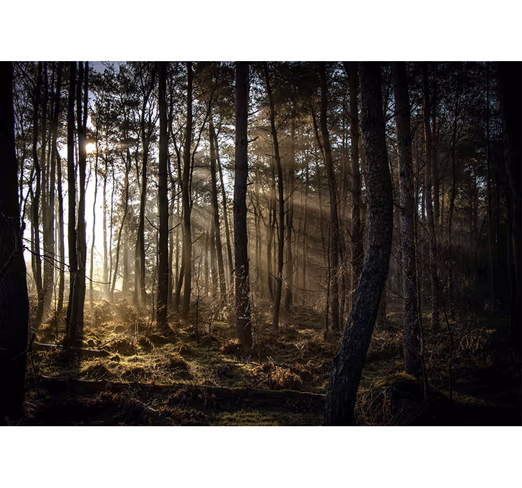 Fototapete wald sonnenbeschienene lichtung - TenStickers