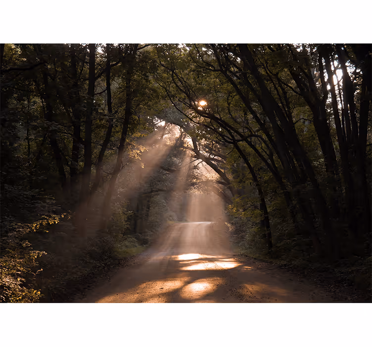 Fototapete natur strahlender waldweg - TenStickers