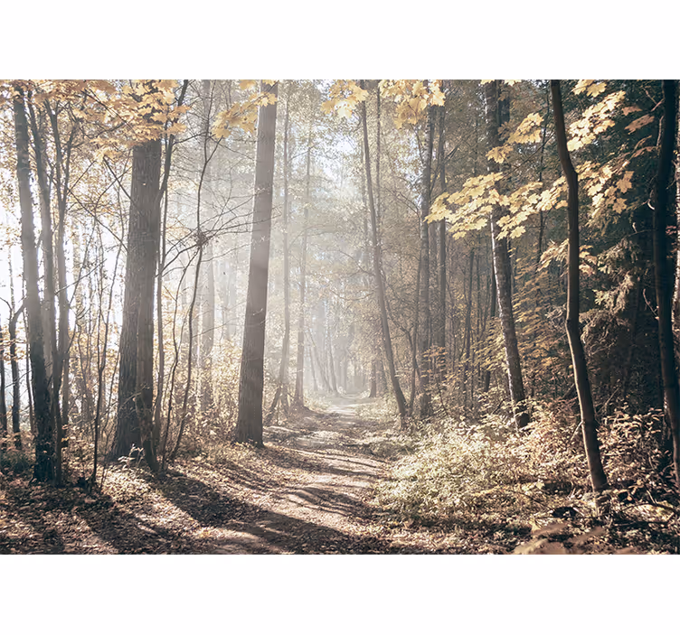 Fototapete wald ruhiger herbstweg - TenStickers