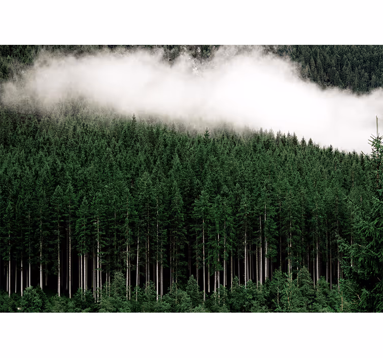 Fototapete natur majestätische waldlandschaft - TenStickers