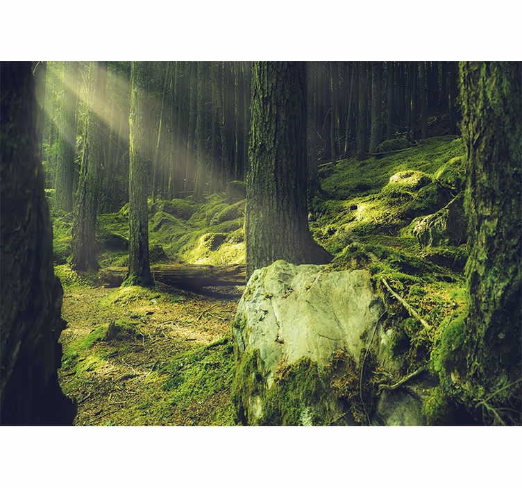 Fototapete Natur Felsen mit moos im wald - TenStickers