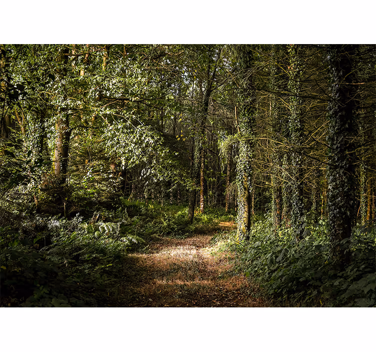 Fototapete Natur Grüner weg im wald - TenStickers
