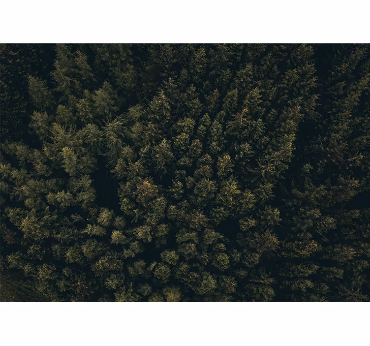 Fototapete natur üppiges grünes blätterdach - TenStickers