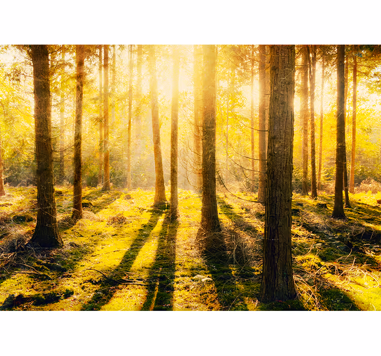 Fototapete natur sonnenverwöhntes waldlandscape - TenStickers