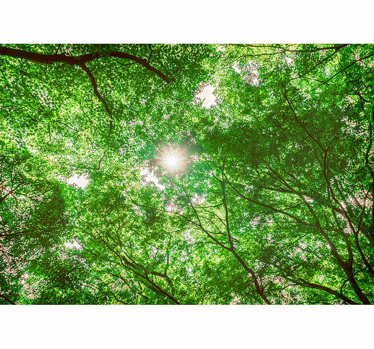 Fototapete natur blick durch das blätterdach - TenStickers